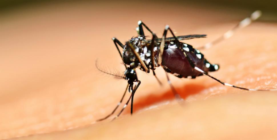 Lemus confirmó que no habrá vacuna contra el dengue en Argentina