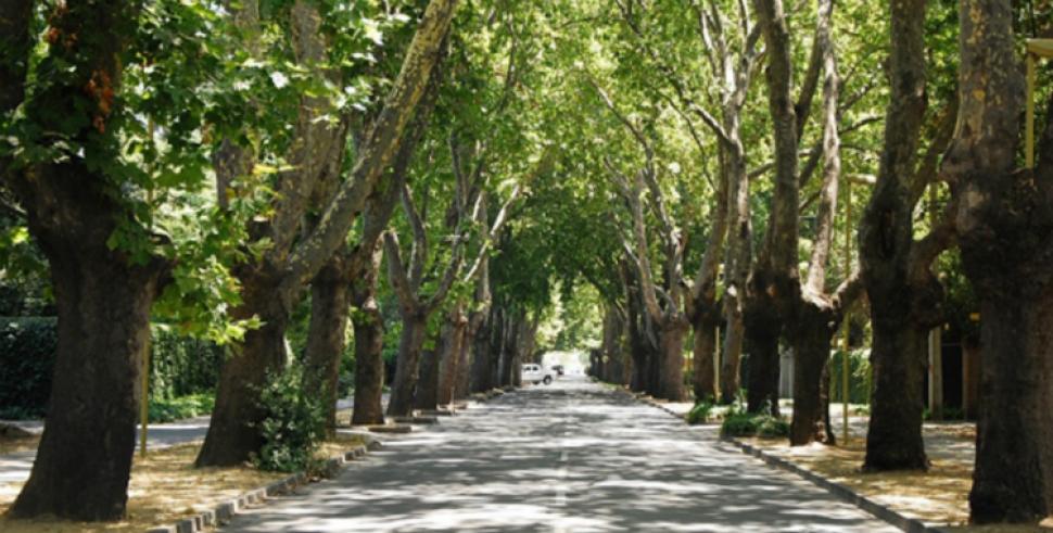 Invitan al primer simposio sobre Arbolado Urbano en Tucumán