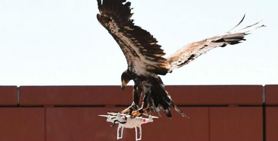 Naturaleza contra tecnología: entrenan águilas para detener ataques con drones