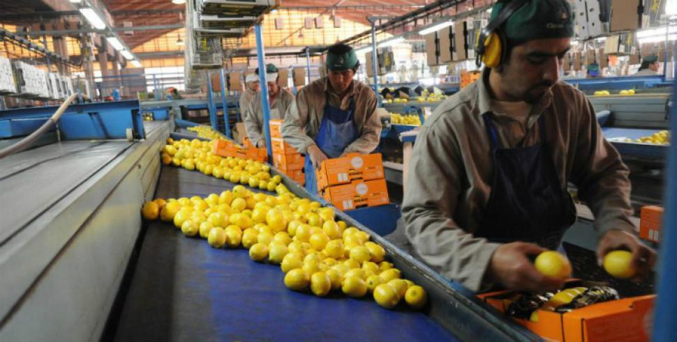 México dispuesto a aceptar el ingreso del limón tucumano