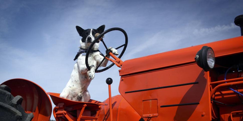 Agricultor millonario muere por accidente cuando su perro accionó el tractor