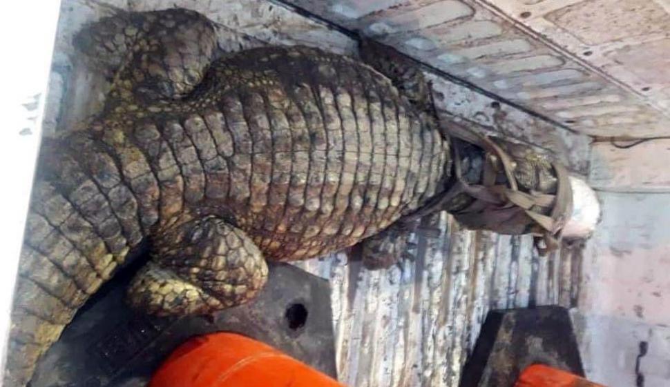 Ciudadanos de Salta fueron sorprendidos por un Yacaré en su casa