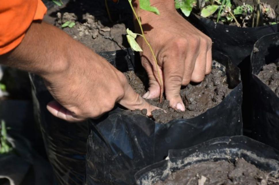 Tafí Viejo produce 2000 plantines buscando reforestar la ciudad