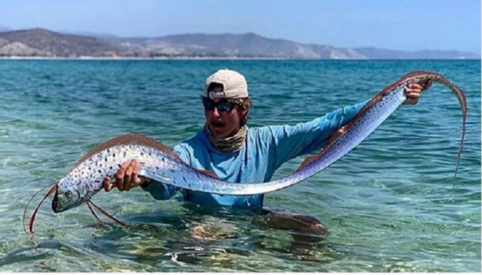Anuncian que el pez remo gigante es la primera especie extinguida de 2020