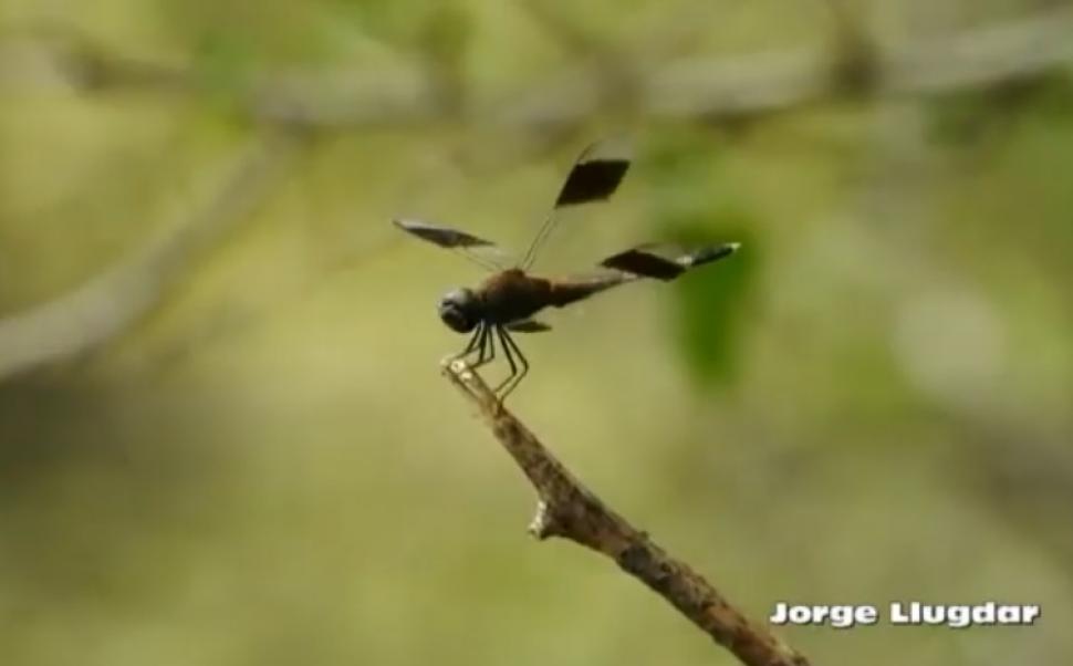 VIDEO - Jorge Llugdar lo volvió a hacer: muestra de nuevo la naturaleza de Santiago del Estero
