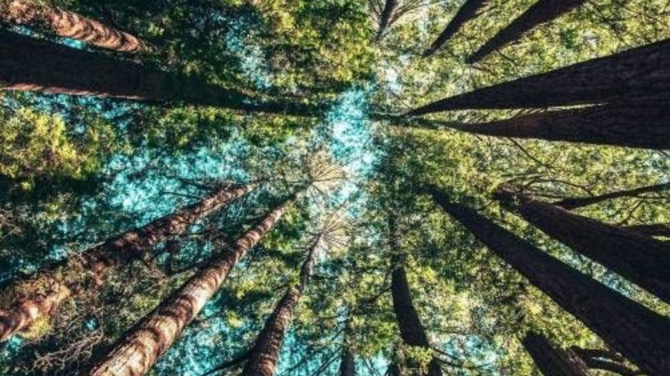 Ambiente anunció un aumento de inversiones para los bosques nativos del norte del país