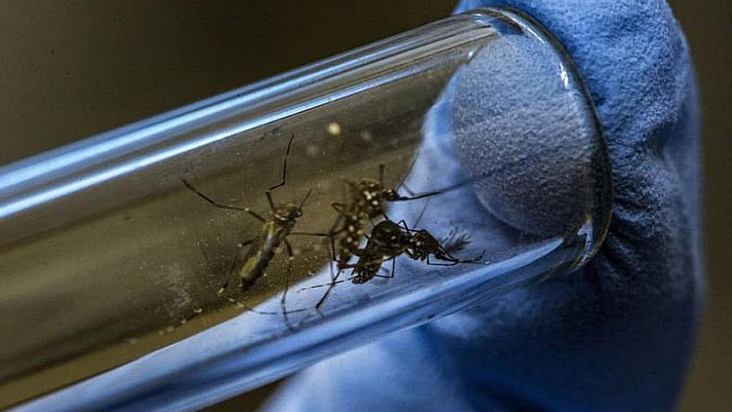 Seguí las recomendaciones para prevenir el dengue