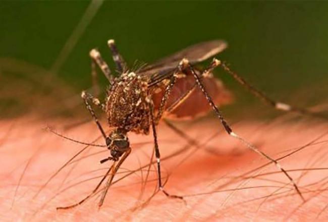 El Ministerio de Salud Pública confirmó el fallecimiento de una persona por Dengue