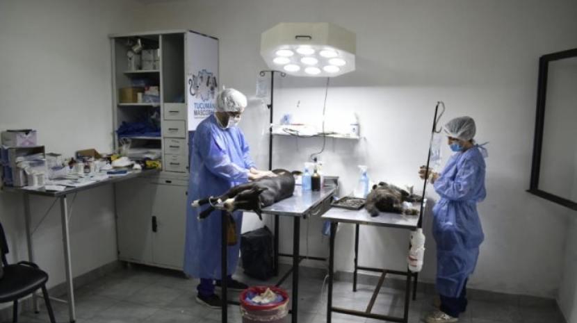 El CEPSA realiza castraciones gratuitas en Lomas de Tafí