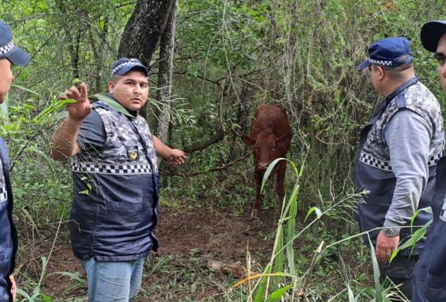 Abigeato: Recuperan cinco vacunos valuados en $2.500.000