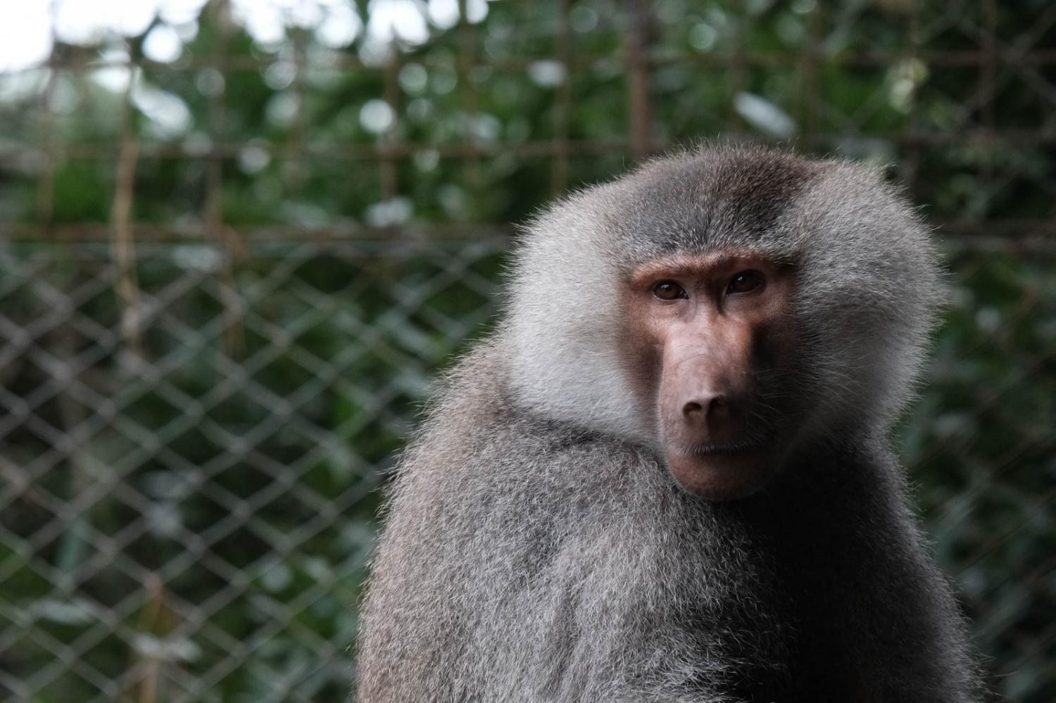 Se presentó el primer proyecto de ley de bienestar animal en el Congreso de la Nación