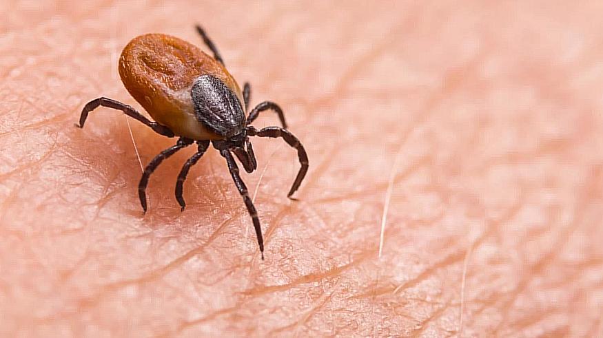 Se reporta la primera muerte en Japón a causa del virus transmitido por garrapatas
